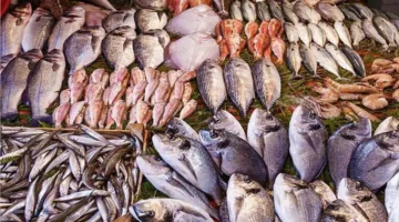 استقرار أسعار الأسماك في سوق العبور خلال ثاني أيام عيد الفطر